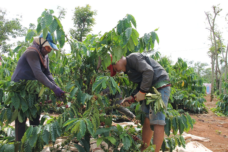 Nông dân xã Ea Tiêu (huyện Cư Kuin) thu hoạch cà phê .