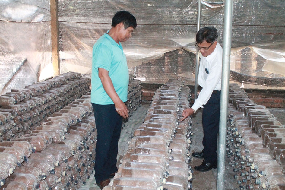 Người dân thị trấn Buôn Trấp (huyện Krông Ana) phát triển kinh tế từ mô hình trồng nấm.  