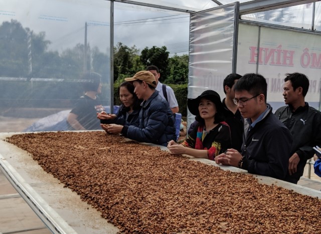 Sản xuất cà phê chất lượng cao mang chỉ dẫn địa lý ở huyện Krông Năng