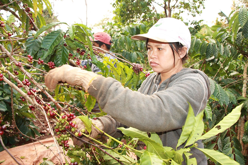 Chị H'Duyên Byă ở buôn Ko Tam thu hoạch cà phê của gia đình.