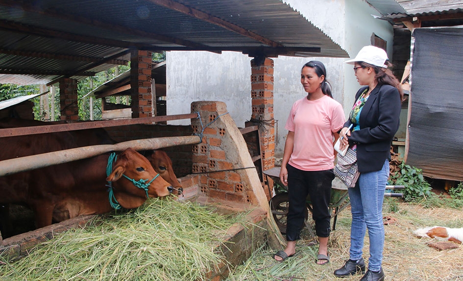 Chị H’Rưng Mlô ở thôn 1, xã Tân Lập (bên trái) đang chăm sóc cặp bò giống mới được Nhà nước hỗ trợ. 