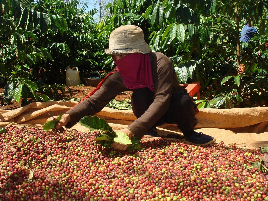 Người dân thu hoạch cà phê 