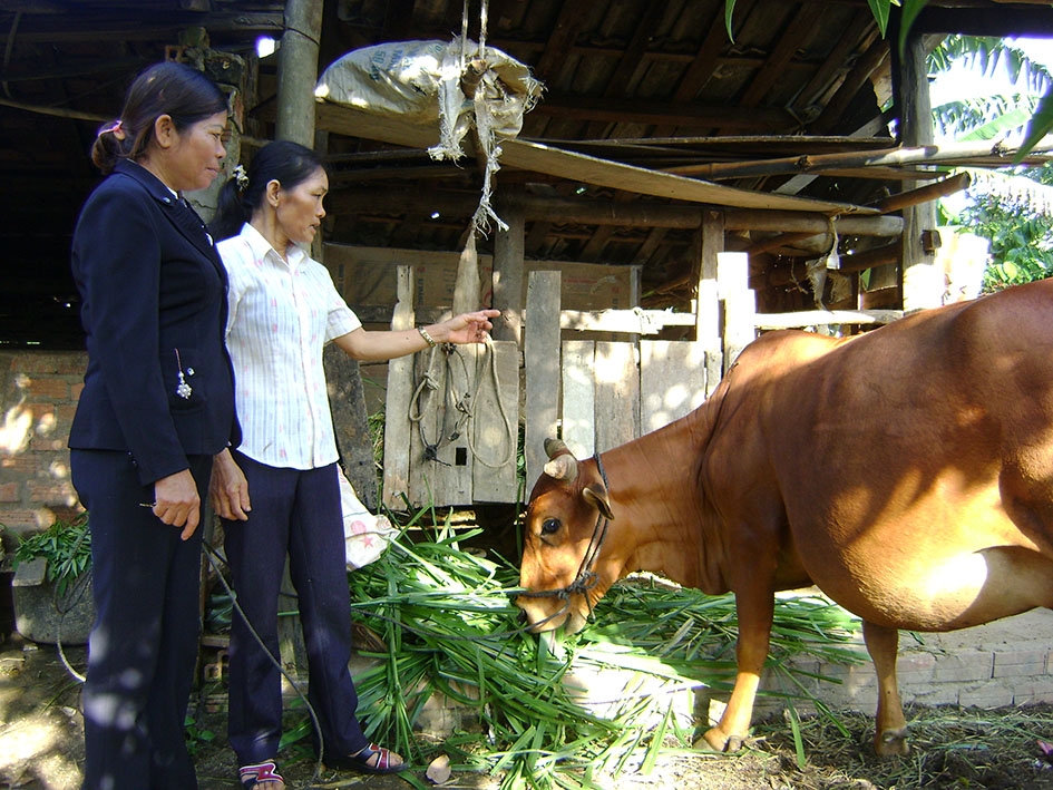 Hội viên phụ nữ nghèo xã Ea Đar (huyện Ea Kar) được hỗ trợ phát triển chăn nuôi.  