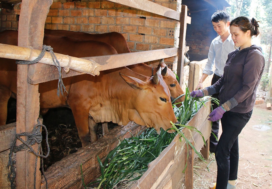 Chị Phan Thị Quý ở thôn Tân Hòa (xã Tân Lập) đang chăm sóc cặp bò giống được hỗ trợ. 