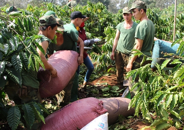 Thu hoạch cà phê tại huyện Cư M'gar