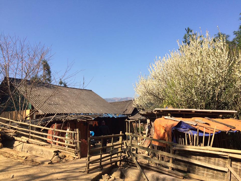 Sắc màu mùa xuân trên bản làng Hà Nhì ở A Pa Chải. 