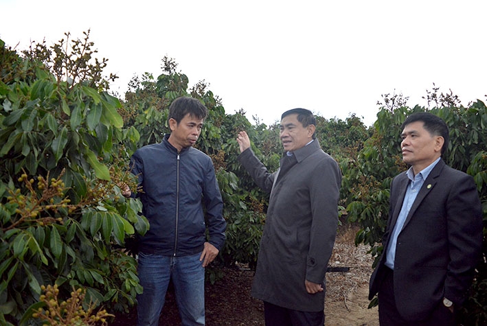 Phó Bí thư Tỉnh ủy Trần Quốc Cường (giữa) cùng đoàn công tác khảo sát mô hình trồng nhãn ở xã Ea Pil .