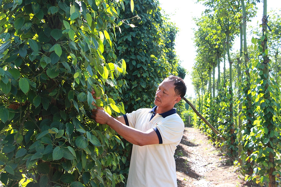 Vườn tiêu trồng xen trong mô hình nông lâm kết hợp của hộ ông Trần Văn Bình (thôn Yên Thành 2,  xã Đắk Nuê, huyện Lắk).  