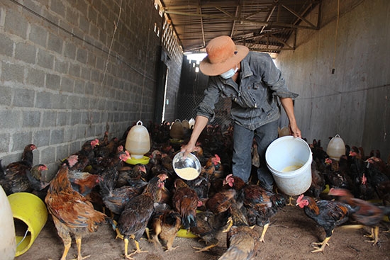 Một trang trại chăn nuôi gà tại xã Ea M'nang, huyện Cư M'gar