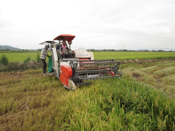 Nông dân huyện Krông Ana thu hoạch lúa bằng máy gặt đập liên hợp.