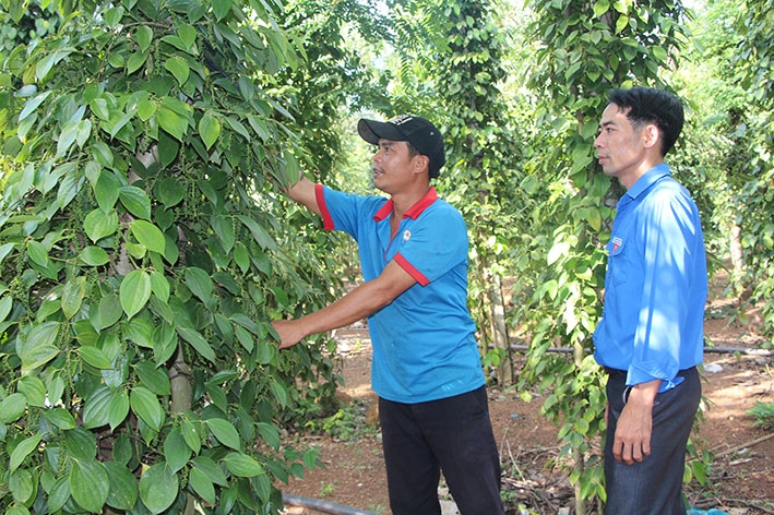 Anh Vũ Đình Dũng (bìa trái) ở thôn Anna, xã Đray Sap, huyện Krông Ana, chăm sóc vườn cây của gia đình 