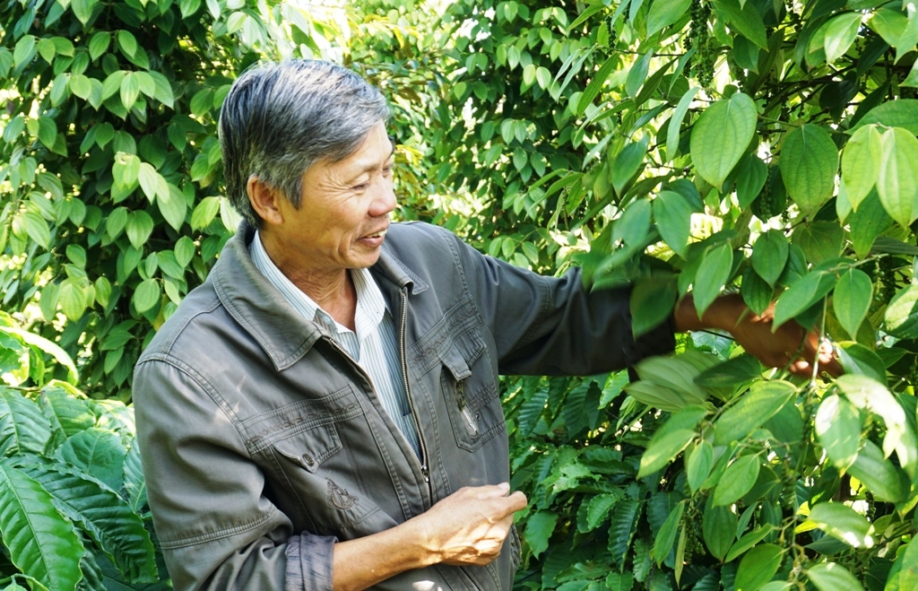 Mô hình cà phê xen tiêu, sầu riêng của gia đình ông Lê Quang Huy, Phó Bí thư Chi bộ thôn 2, xã Hòa Thuận.