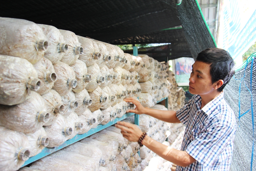 Anh Nguyễn Pho kiểm tra phôi nấm bào ngư xám.