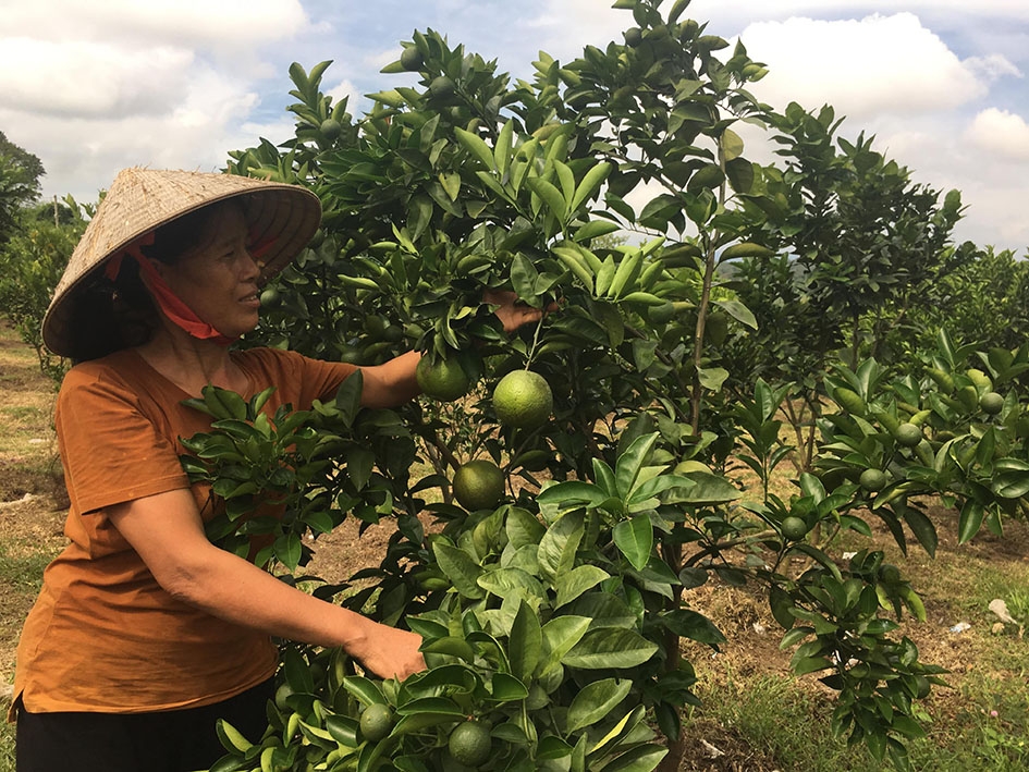  Chị Trịnh  Thị Hoa (Chi hội  Phụ nữ  thôn 3, xã  Cư Prao)  chăm sóc  vườn cam  của gia đình. 