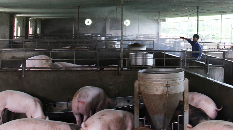 Công tác tiêu độc khử trùng tại một trang trại chăn nuôi heo trên địa bàn thành phố.