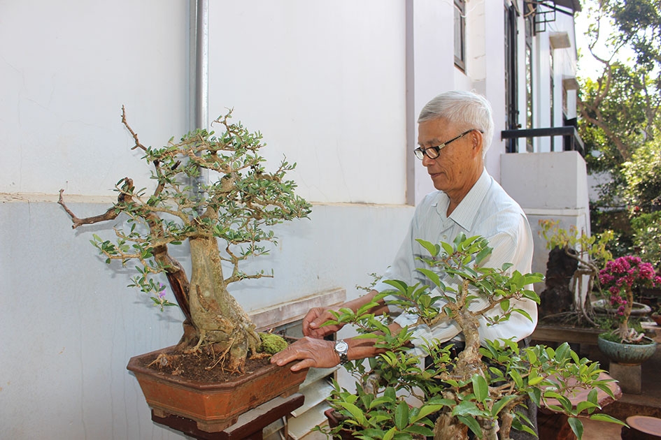 Ông Nguyễn Tịch, Phó Chủ tịch Hội Sinh vật cảnh tỉnh đang phủ rêu cho cây cảnh tham dự triển lãm. 