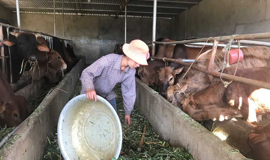 Một hộ chăn nuôi trên địa bàn huyện Cư Kuin được hỗ trợ vốn vay từ Ngân hàng NN-PTNT Chi nhánh Đắk Lắk