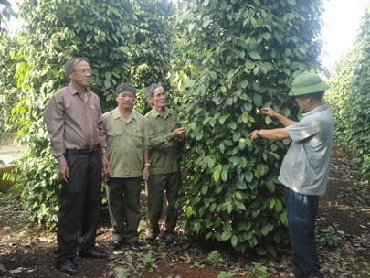 Hội viên Hội CCB huyện Krông Búk tham quan mô hình trồng tiêu hiệu quả trên địa bàn. 