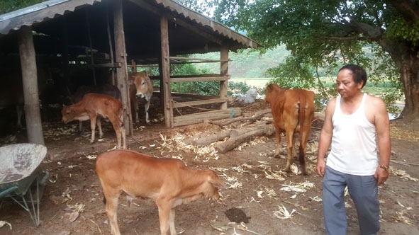 Ông Y Ó Byă (Ama Khoát) chăm sóc đàn bò.