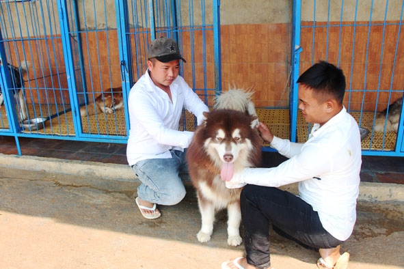 Công việc hằng ngày của anh Nguyễn Văn Thạch (bìa trái) tại Hợp tác xã chăn nuôi Hoàng Gia, huyện Krông Búk.  