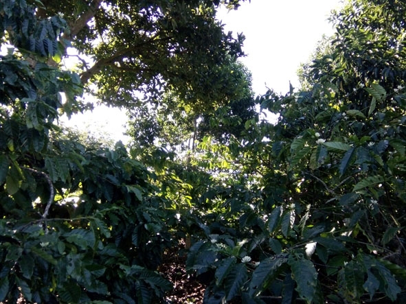 Một vườn cà phê trồng xen dày đặc ở xã Ea Kao, TP. Buôn Ma Thuột.