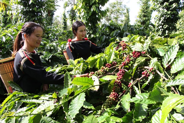 Thu hoạch cà phê đặc sản tại buôn Ko Tam, xã Ea Tu (TP. Buôn Ma Thuột). 