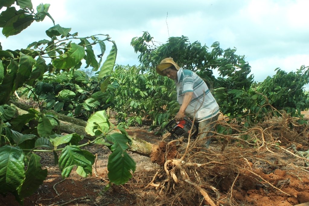Nông dân xã Ea Ktur, huyện Cư Kuin phá bỏ cà phê già cỗi để tái canh.