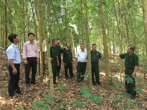 Một mô hình kinh tế rừng hiệu quả của hội viên CCB xã Cư Króa thường xuyên được người dân đến học tập kinh nghiệm.