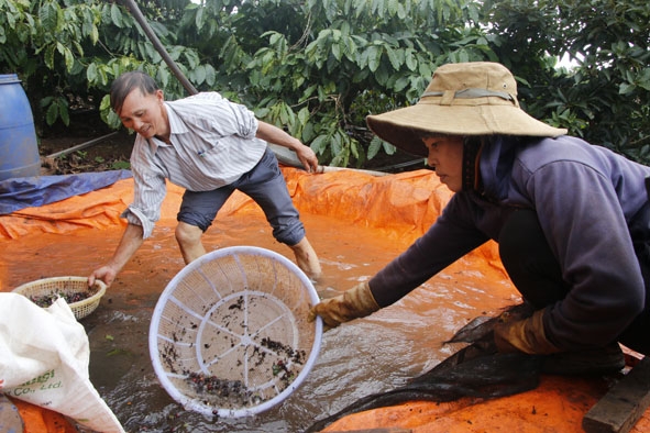 Ông Hoàng Văn Đoàn ở thôn Kty 4 (xã Cư Kbô, huyện Krông Búk) đang chế biến cà phê dạng ướt  theo tiêu chuẩn FLO-CERT.   