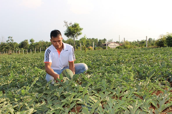 Anh Y Mến Hmok ở buôn Hra EaTlá, xã Dray Bhăng (huyện Cư Kuin) tự tin phát triển kinh tế với mô hình trồng dưa hấu