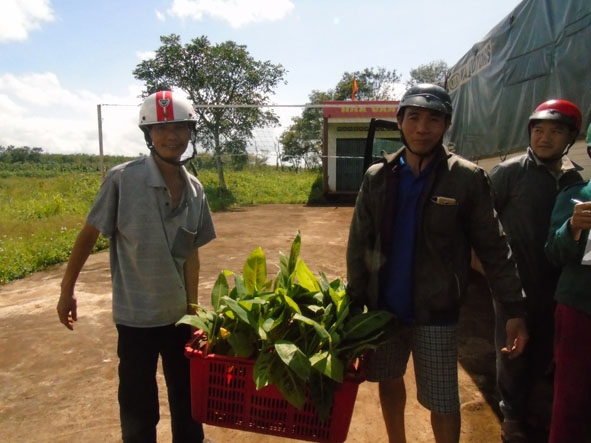 Người dân tiếp nhận cây giống do Chương trình ISLA hỗ trợ.