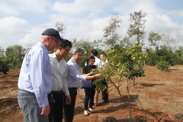 Chuyên gia Úc tham quan, tìm hiểu mô hình sản xuất nông nghiệp tại trang trại bơ Trịnh Mười  (TP. Buôn Ma Thuột).