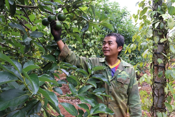 Anh Phan Thanh Sơn với mô hình trồng xen cây bơ trong vườn cà phê. 