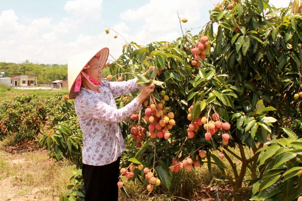 Nông dân xã Ea Sar (huyện Ea Kar) chuyển đổi từ cây cà phê sang trồng vải mang lại nguồn thu nhập ổn định.   