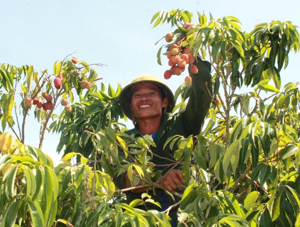 Nông dân xã Ea Týh (huyện Ea Kar) phát triển mạnh cây vải đem lại giá trị kinh tế cao. 