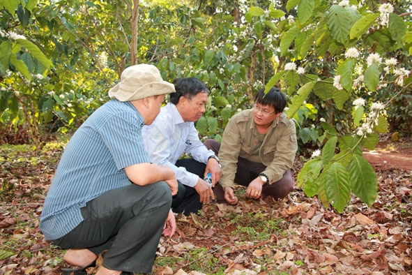 Anh Đặng Văn Huy ở thôn 3, xã Cư Suê, huyện Cư M'gar (bìa phải) chia sẻ về cách làm cà phê hữu cơ.