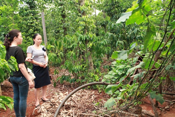 Chị Bùi Thanh Loan (bên phải) kéo nhờ đường ống từ giếng nước nhà hàng xóm để dùng trong sinh hoạt.