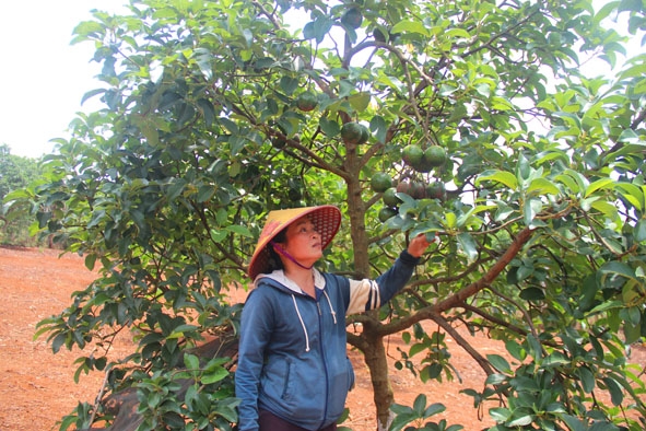 Vườn bơ nhà chị Trương Thị Điệp phát triển tốt nhờ bón phân vi sinh từ vỏ cà phê.