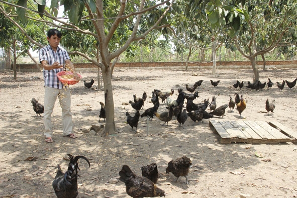Chăn nuôi gà Hmông ở Hợp tác xã Nông nghiệp, thương mại, dịch vụ Đại Phúc. 