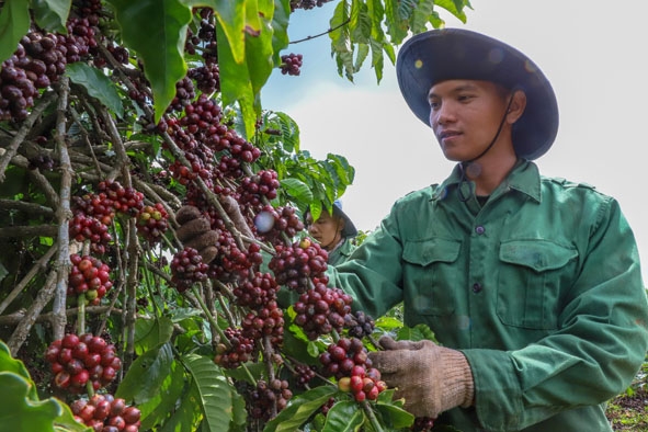 Nông dân huyện Krông Năng thu hoạch cà phê.   Ảnh: H. Gia