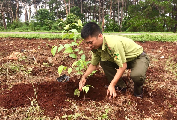 Anh Nguyễn Hữu Lượng tham gia phong trào trồng cây sao xanh dọc Quốc lộ 14. 