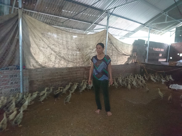 Bà Vũ Thị Hiền sử dụng vốn vay NHCSXH để phát triển chăn nuôi vịt. 