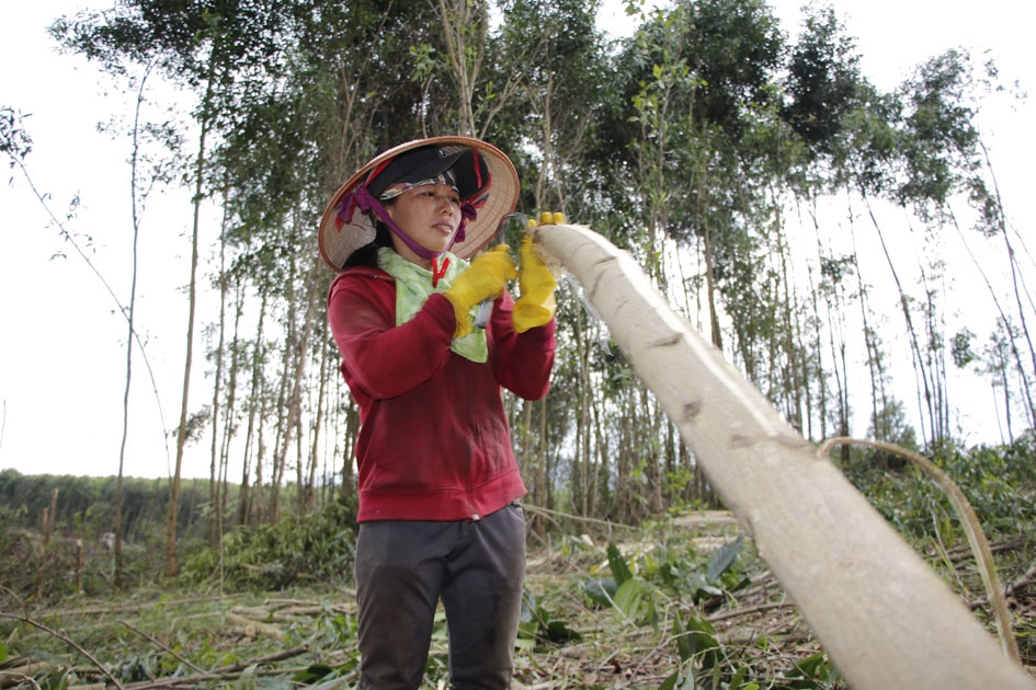 Nhân công đang thu hoạch keo của gia đình ông Nguyễn Văn Hợp, thôn 5, xã Cư Króa.  