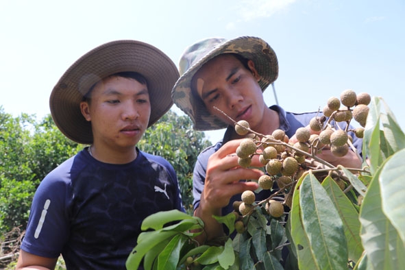 Anh Đỗ Văn Thiệu (bên phải) trao đổi với các thành viên trong HTX sản xuất và dịch vụ nông nghiệp hữu cơ Đắk Lắk về phương pháp trồng nhãn hữu cơ. 