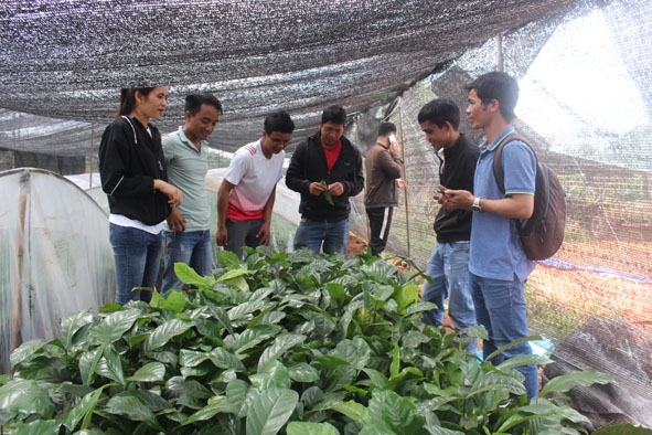 Anh Y Thuyl Niê, xã Cư Pơng, huyện Krông Búk (giữa) cùng các thành viên nhóm khởi nghiệp từ mô hình tái canh bằng giống cà phê ghép.   