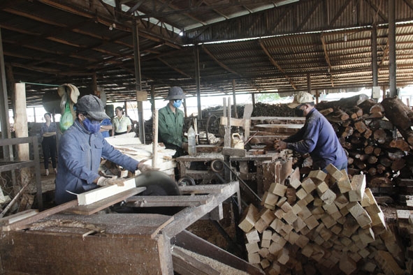 Sơ chế gỗ cao su tại Công ty TNHH Cao Lâm Phát.  