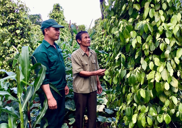 Ông Phan Thanh Lạnh  (bên phải) giới thiệu  với khách tham quan về vườn tiêu  của gia đình. 