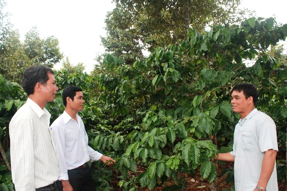 Cán bộ nông nghiệp xã Ea Yông (huyện Krông Pắc) thăm mô hình trồng xen sầu riêng trong vườn cà phê của người dân trên địa bàn xã.