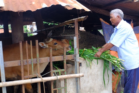Gia đình ông Y Blô Niê ở buôn KLát B (xã Ea Đrông) phát triển chăn nuôi vươn lên thoát nghèo từ nguồn vốn vay của NHCSXH.
