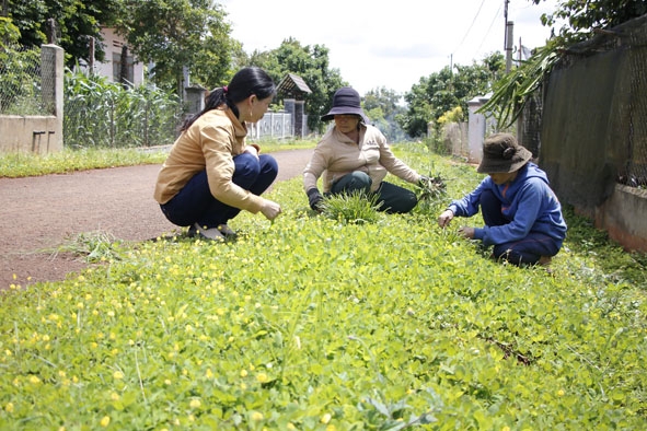 Chị em phụ nữ đang chăm sóc con đường hoa tại thôn Xuân Đoàn, xã Phú Xuân.   